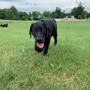 Meet your Posher, Sierra
